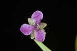 Nakedstem dewflower